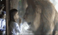狮子怒了
