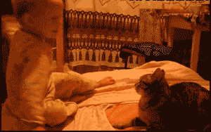 敢打我？猫了个咪地！