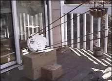 搞笑动态图片——尼玛，是谁害我
