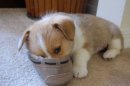 搞笑动物之猫猫狗狗