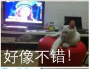 中国好声音之猫专家