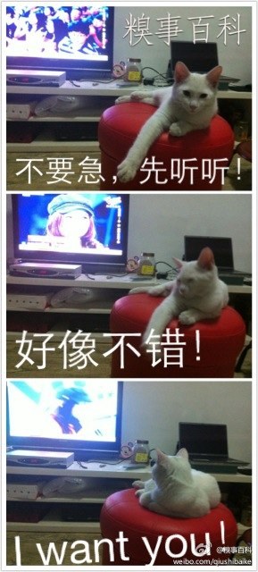 中国好声音之猫专家