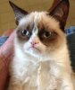 一只坏脾气的猫
