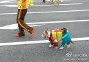 二货主人的杰作