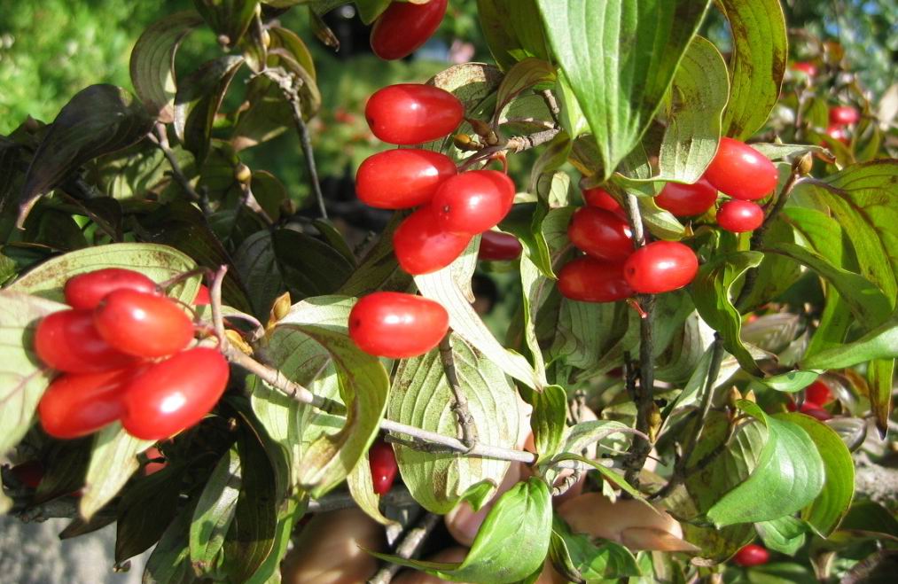 重阳节佩茱萸
