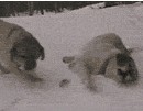 狗狗：滑雪也会传染的