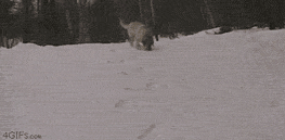 狗狗：滑雪也会传染的