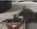 笑死人的图片：真是不怕神一样的对手，就怕猪