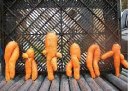胡萝卜果然是个搞笑的物种。。。