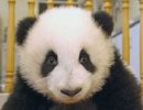 如果熊猫没有了黑眼圈