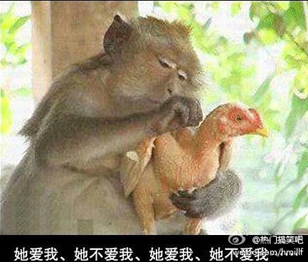 悲催的鸡——他爱我，他不爱我。。
