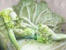 这棵白菜是哪个星球派来的（搞笑植物）