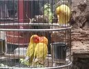 愤怒的小鸟之鹦鹉：请注意影响