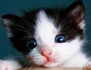 好萌的猫咪，多图集锦喔