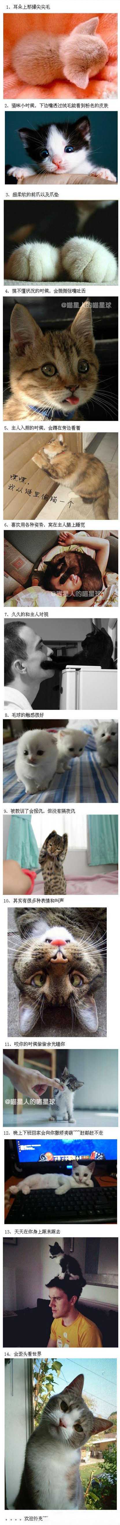 不养猫的人，是不会知道这些猫咪的萌点滴 ！！ 