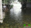 搞笑图片之暴雨下只能吃鱼