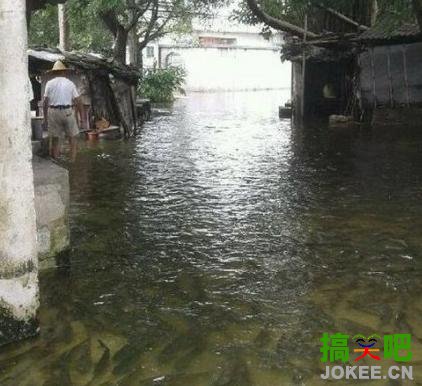 暴雨没地买菜，只好天天吃鱼。。。
