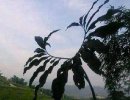 心形植物，献给渴望爱情的你们