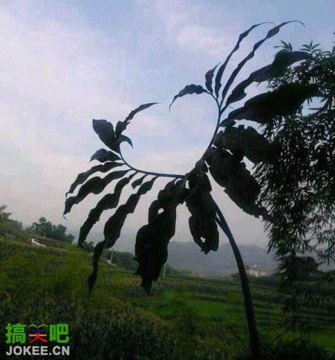 神奇的植物，献给渴望爱情的你们