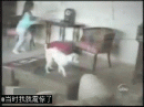搞笑动态图片：有二货主人的悲催狗狗
