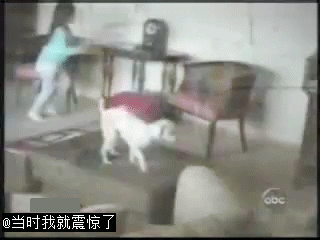 有二货主人的悲催命运。。。