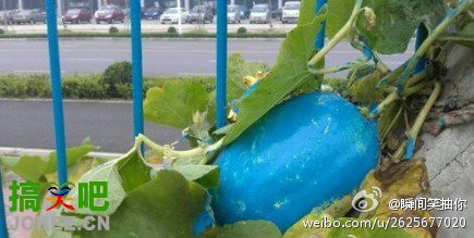 天杀的刷油漆的，刷个栏杆把我家瓜刷了个蓝的，是闲得蛋疼么……看这做工怕还真是仔仔细细地刷了一遍....