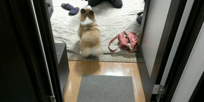 电臀之王柯基犬！|