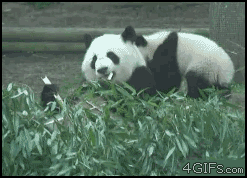 想搞偷袭，我可是练过的。。