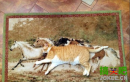 搞笑动物：狡猾的喵星人