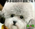 搞笑动物：热门图片，还真像贝儿的小眼神