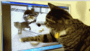 搞笑动态图片;我猫呢，我猫呢