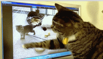 “我猫呢？？我猫呢？？刚还在呢。。”