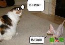两只喵星人的冷与热，莫名被戳中笑点！