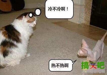 两只喵星人的冷与热，莫名被戳中笑点！