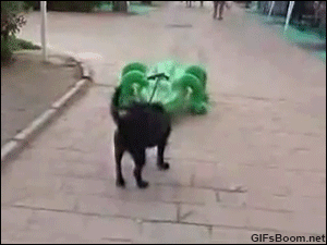 蠢出了新意，蠢出了境界